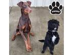 Patrick Swayze & Ghost Doberman Pinscher Adult Male