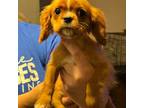 Cavalier King Charles Spaniel Puppy for sale in Mayfield, KY, USA