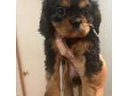 Cavalier King Charles Spaniel Puppy for sale in Mayfield, KY, USA