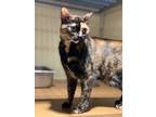 Punkin Domestic Shorthair Adult Female