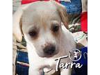 Tarra New Caney Labrador Retriever Puppy Female