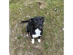 Juno American Pit Bull Terrier Young Female
