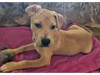 Bon Jovi Mixed Breed (Medium) Puppy Male