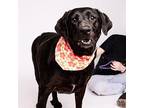 Onyx Labrador Retriever Senior Female