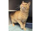 Henry Domestic Shorthair Adult Male