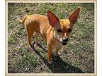 Sandy Chihuahua Adult Female