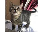 Johnny Domestic Shorthair Young Male