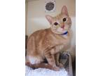 Biscotti Domestic Shorthair Adult Male
