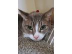 Buttercup Domestic Shorthair Adult Female