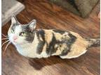 Bianca (24-035 C) Domestic Shorthair Adult Female