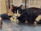 Cash Domestic Shorthair Senior Male