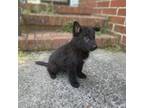 German Shepherd Dog Puppy for sale in Macon, GA, USA