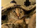 Karen Domestic Shorthair Adult Female