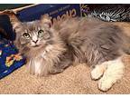 Princess Bella Domestic Longhair Young Female