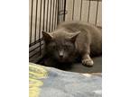 Mouse Domestic Shorthair Adult Female