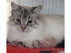 Boo Domestic Longhair Young Female