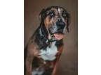 Adopt Ridge a Catahoula Leopard Dog, Mixed Breed