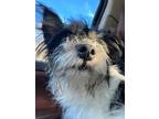 Adopt Archie a Terrier