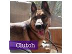 Adopt Clutch a German Shepherd Dog, Belgian Shepherd / Malinois