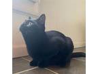 Disney Prince & Princess - Naveen Domestic Shorthair Young Male