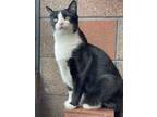 Adopt Nalo a Domestic Short Hair