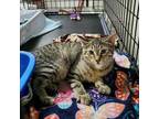 Adopt Simon Sez a Tabby