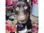 Adopt Chase a Chocolate Labrador Retriever, Husky