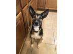 Adopt Niles a German Shepherd Dog