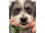 Adopt Steven a Shih Tzu