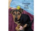 Adopt Chocolate Chip a Dachshund