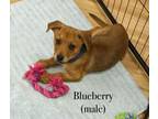 Adopt Blueberry - SS1 a Dachshund