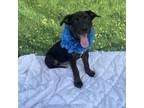 Adopt ANAKIN a Australian Shepherd, Australian Cattle Dog / Blue Heeler