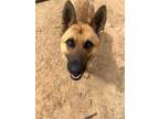 Adopt Hank a German Shepherd Dog