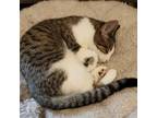Adopt Alex - tabby and white @ Petco a Domestic Short Hair