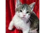 Adopt Alex - tabby and white a Domestic Short Hair