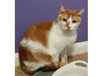 Adopt Romeo a Domestic Short Hair