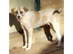 Adopt Bishop a Anatolian Shepherd, Mixed Breed