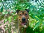 Adopt Sarge a Pit Bull Terrier, German Shepherd Dog