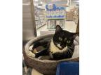 Adopt Lloyd a Domestic Short Hair