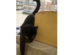 Adopt Tink a Domestic Short Hair