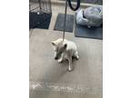 Adopt Snow a Husky