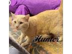 Adopt Hunter (Handsome boy with a sweet disposition) a Tabby