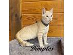 Adopt Dimples (Sweet, affectionate, and gentle now at The Kitten Around Cat