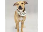 Adopt Paku a Black Mouth Cur, Mixed Breed