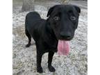 Adopt Berry a Labrador Retriever, Mixed Breed