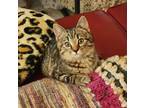 Adopt Oz a Tabby, Domestic Short Hair