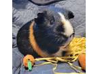 Adopt Chance a Guinea Pig