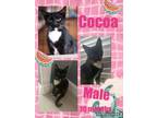 Adopt Cocoa a American Shorthair