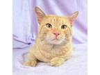 Adopt Sunny a Domestic Short Hair