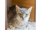 Adopt Hyde-Working Cat a Domestic Short Hair
